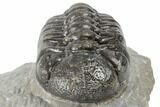 Detailed Austerops Trilobite - Visible Eye Facets #189698-6